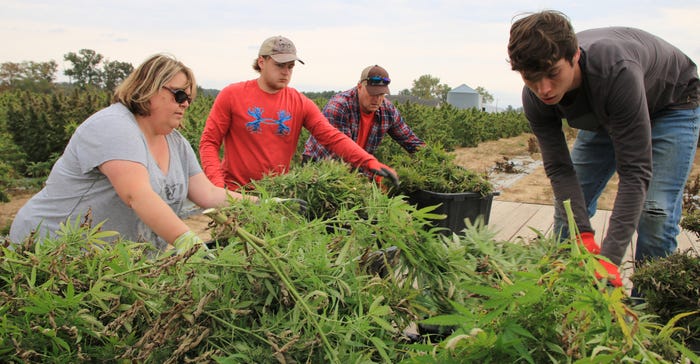 people harvesting hemp