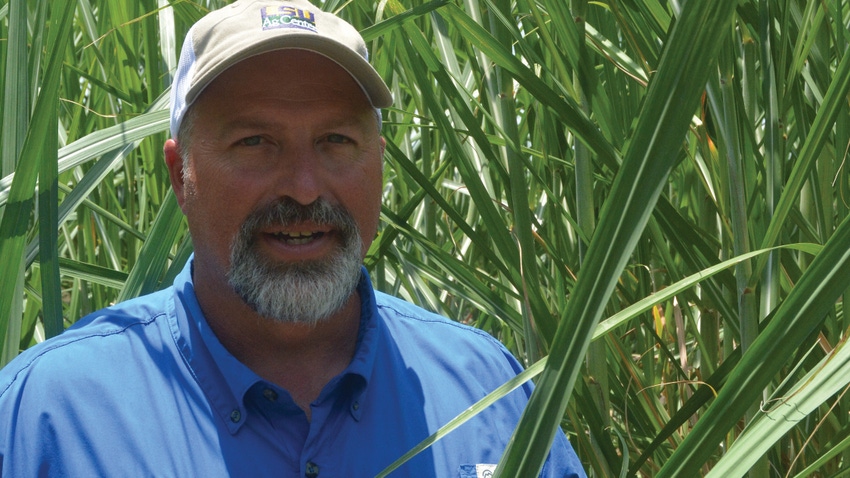 man in sugarcane field