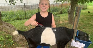 Joy McClain's grandson Ezra clipping his goat