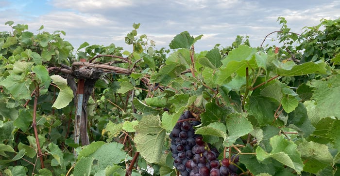 Grapes vines 