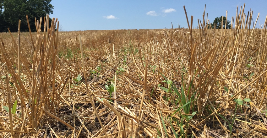 cover crops after wheat harvest