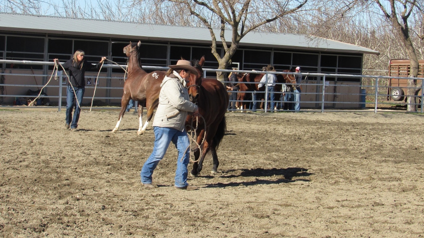 Horses working in an arena