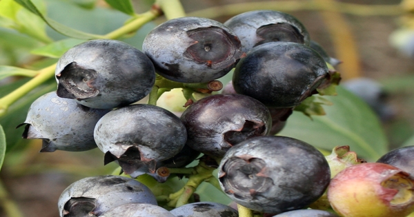 A better way to spray blueberries