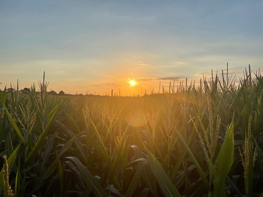 corn-crop-sunset-IMG_4310.jpg