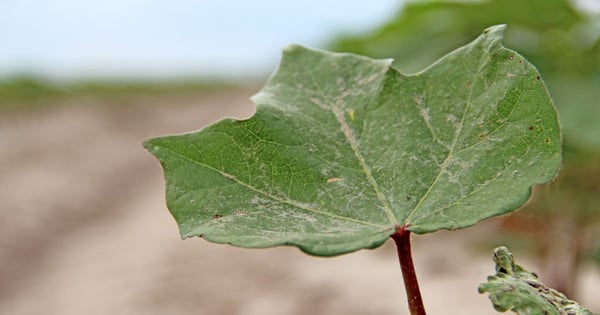 Will foliar feeding boost water-logged cotton?