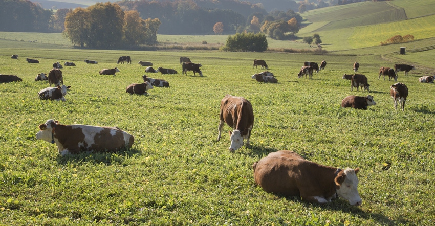 cows grazing in pasture