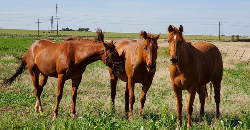 swfp-shelley-huguley-horses.jpg swfp-shelley-huguley-horses.jpg