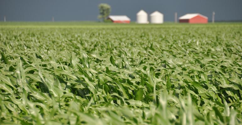 Cornfield in the wind