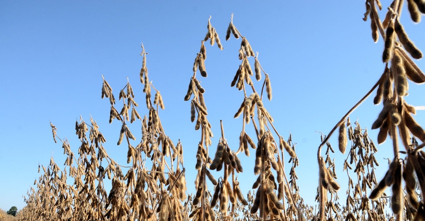 soybeans-harvest-new.jpg soybeans-harvest-new.jpg