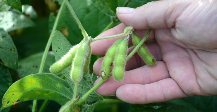 damage to soybean pods caused by stinkbugs