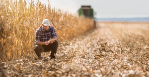 A farmer examines an ear of corn near the edge of a plot ready for harvest