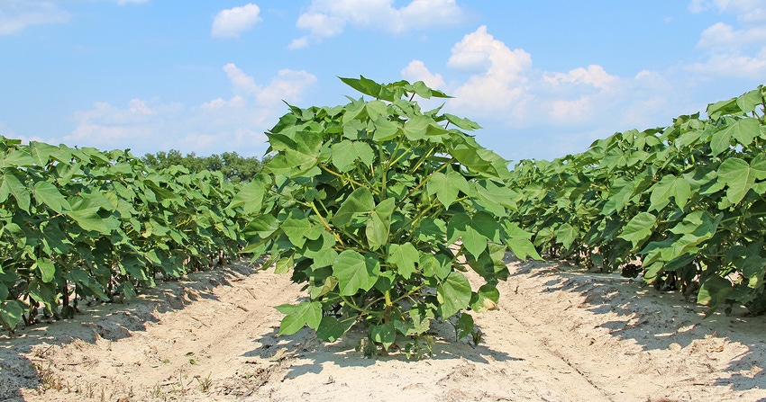 cotton-plants-staff-dfp-3365 copy.jpg