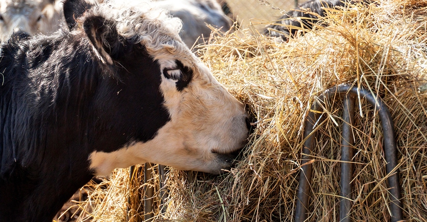 cow eating hay