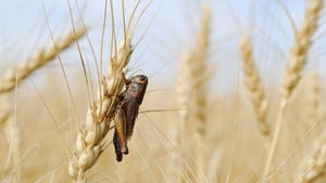 grasshopper on a shaft of wheat