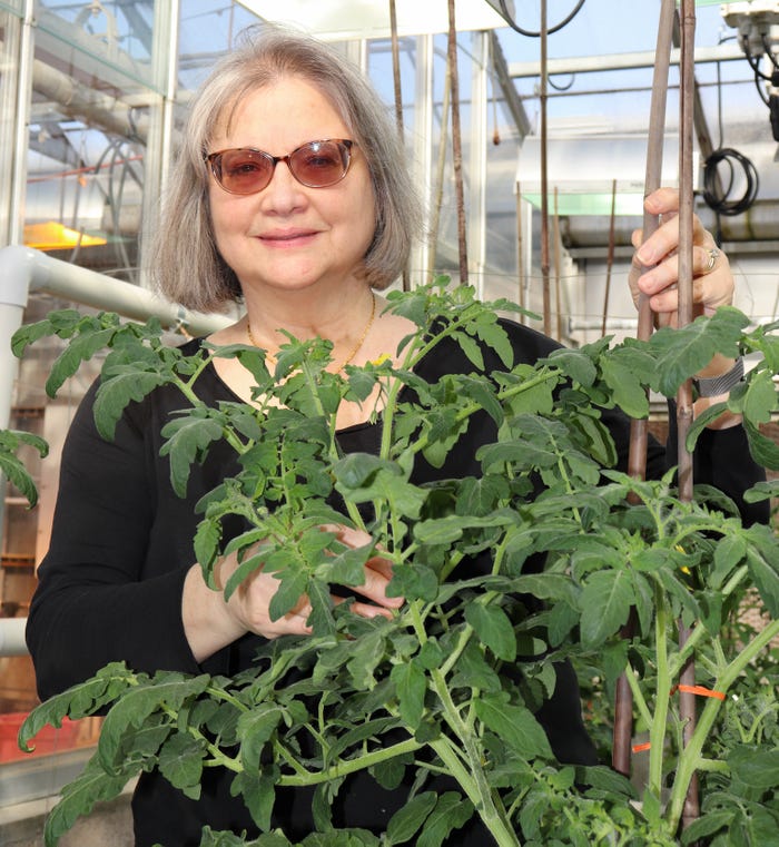 Research Martha Mutschler-Chu of Cornell University holds tomato plant inside greenhouse