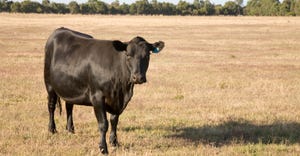 Angus cow standing in field