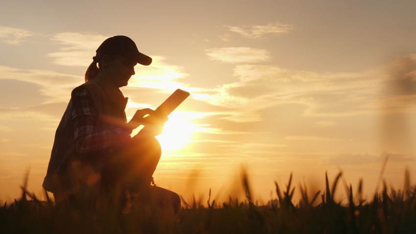 Woman kneeling in corn field using tablet with sunset