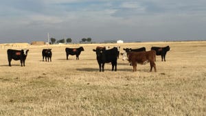 Heifers on pasture