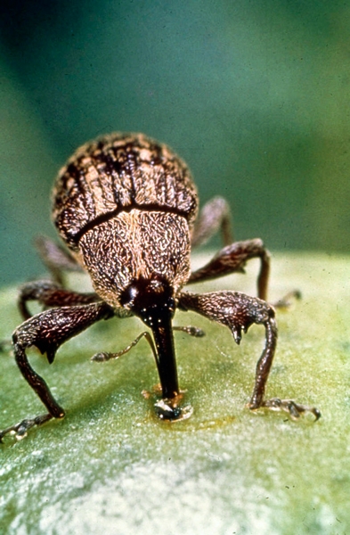 Are you Struggling with Rice Weevils?