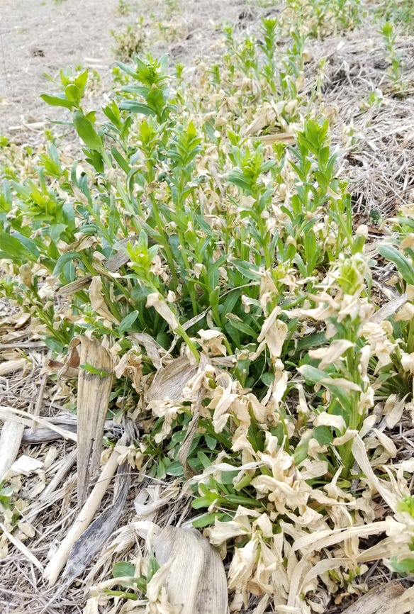 Figure 2. Even when applicators could find a suitable weather day for burndown applications, wet and cloudy conditions reduced herbicide efficacy – as was the case with this field pennycress