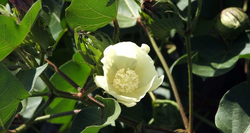brad-haire0CottonFlower-d.jpg brad-haire0CottonFlower-d.jpg