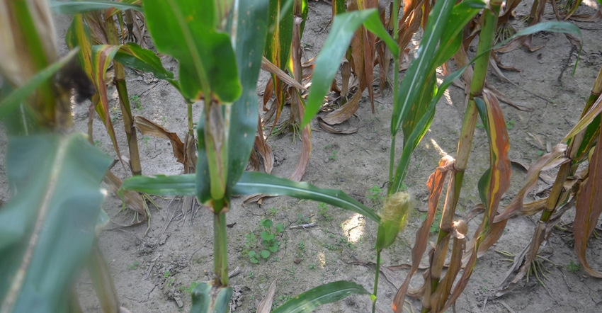 struggling corn plant between bigger plants