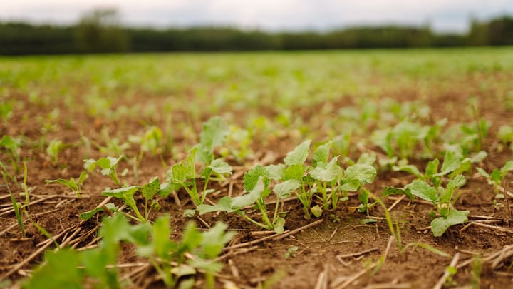 Cover crop acreage climbs as farmers see profit potential