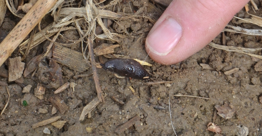 finger pointing to slug in soil