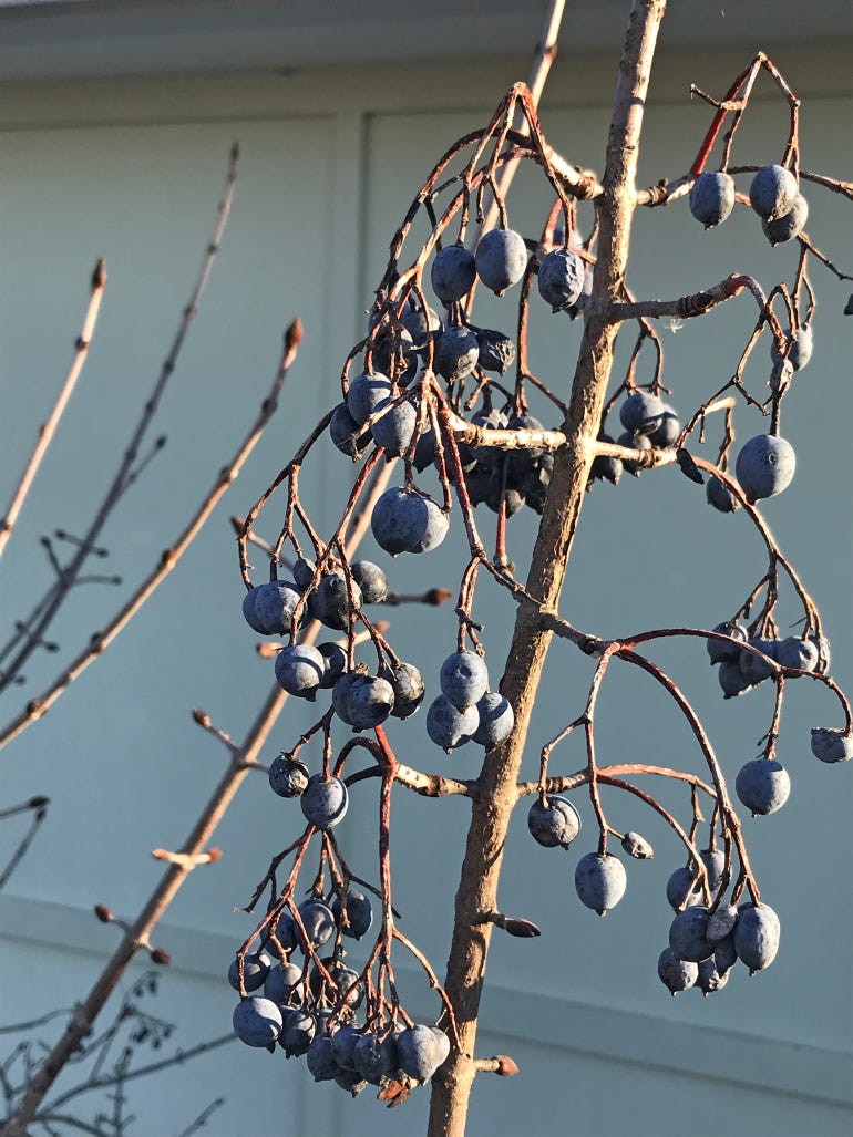 Berries appear on the rusty blackhaw 
