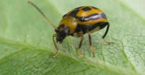 A bean leaf beetle sitting on a plant leaf