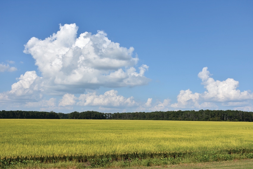 rice-brentmurphree-4341.JPG rice-brentmurphree-4341.JPG