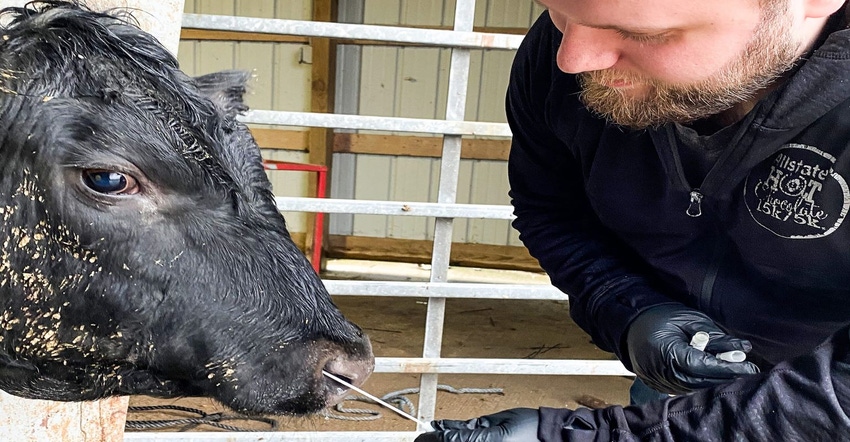 Purdue bovine-nasal-swab.jpg