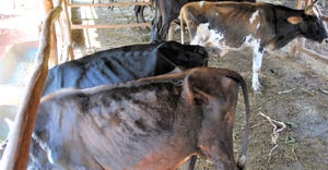 Skinny cows in Cuba