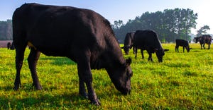 Angus cattle grazing on pasture