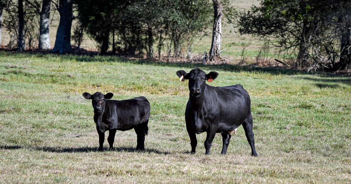 Drought weighs heavily on decline of nation’s cow herd