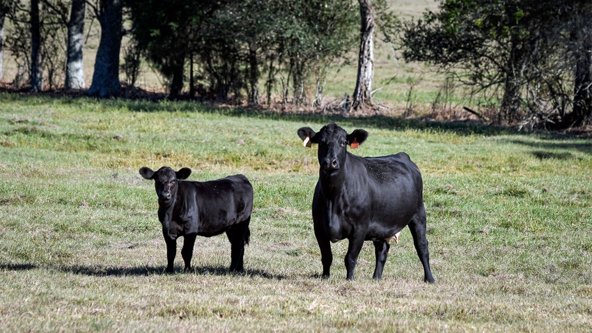 Angus crossbred cow-calf pair