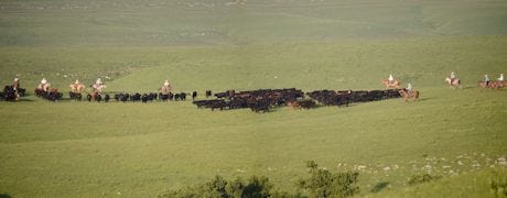 flint_hills_beef_fest_celebrates_grass_cattle_industry_weekend_1_635440032742100000.jpg