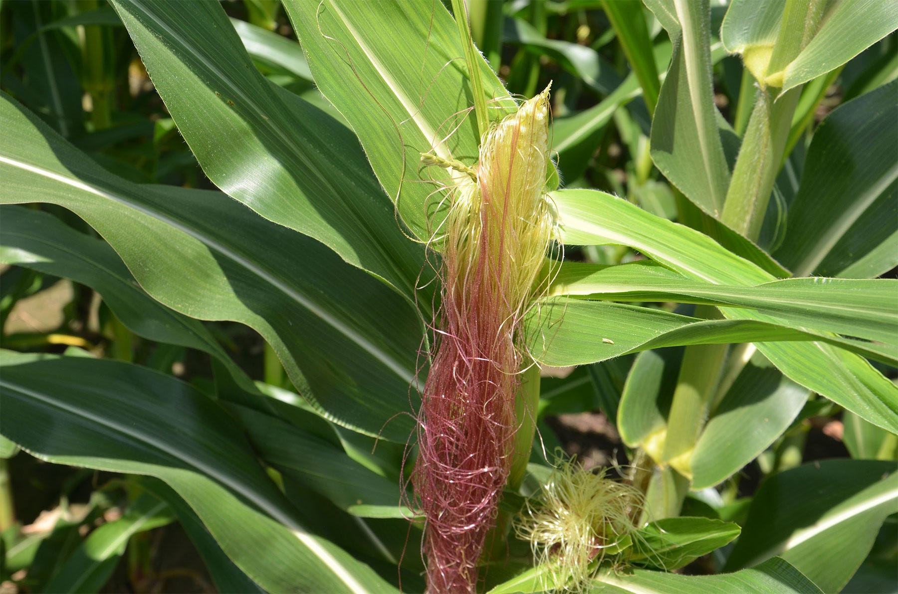 Silks growing beneath a corn ear on a stalk Silks growing beneath a corn ear on a stalk