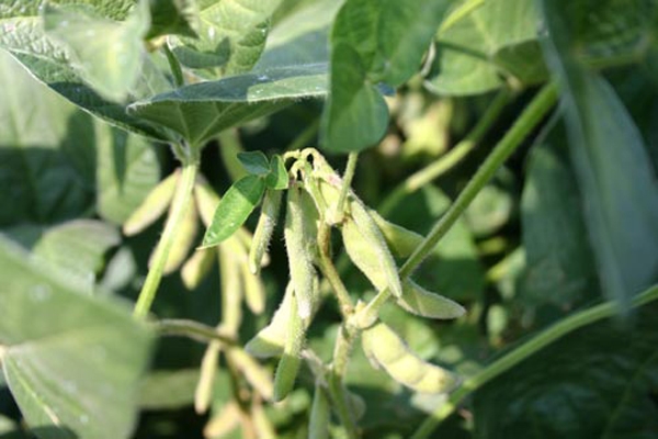 HPPD herbicide-tolerant soybeans: new type of GMO