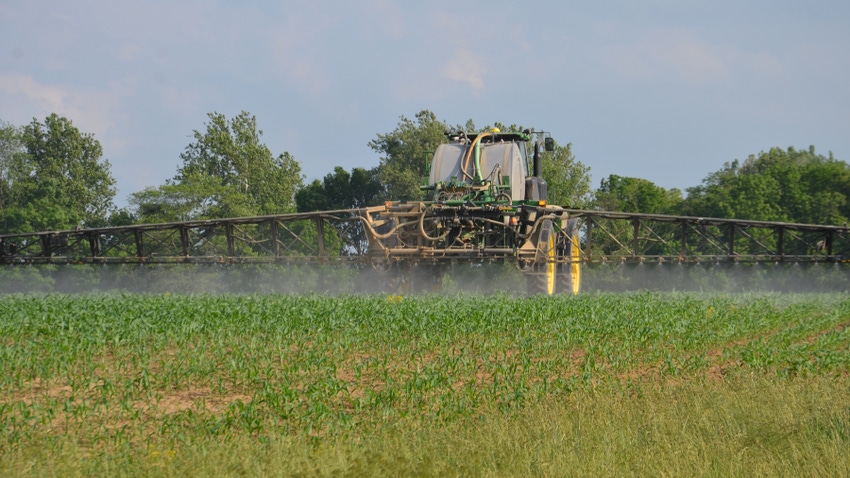 sprayer driving through young cornfield