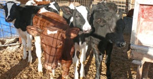 Holstein steers 