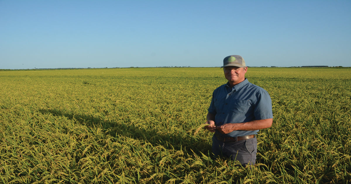 Aromatics have the sweet smell of quality rice