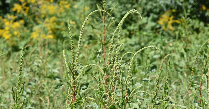 Palmer amaranth plant