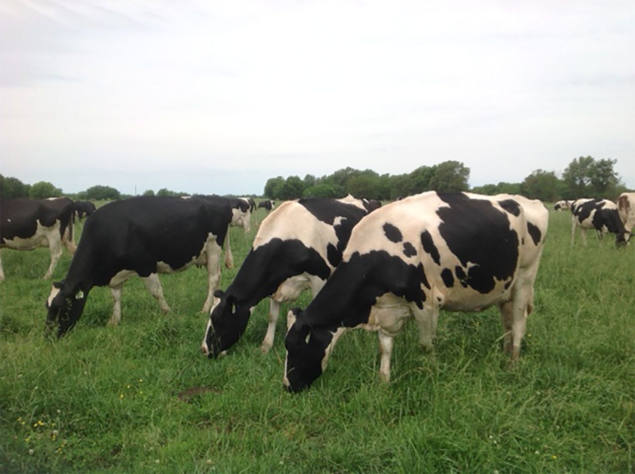 Dairy cattle grazing in pasture