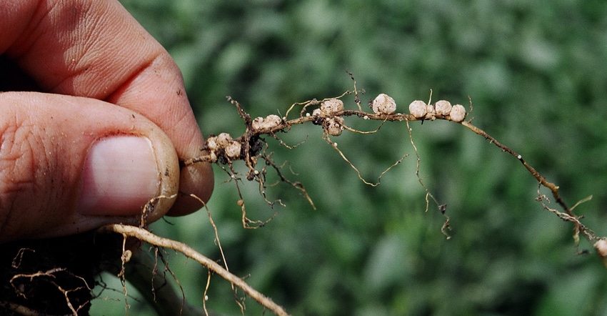 soybean cyst nematode