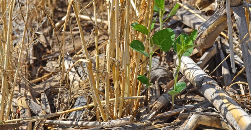 soybean planted into cover crops