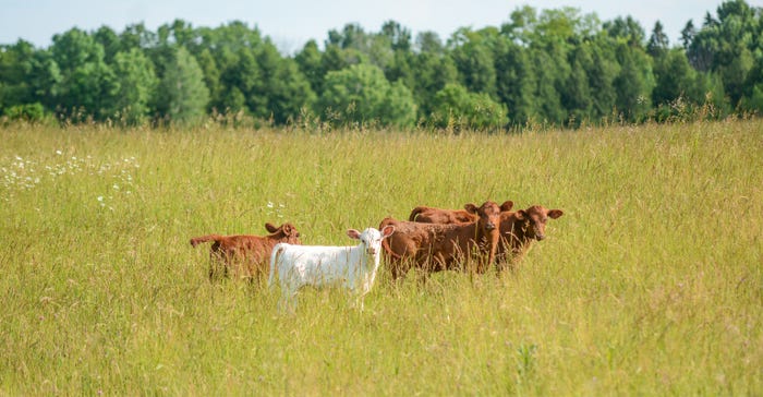 Calves-wean-pasture-Peters0925M1-2726C_0.jpg