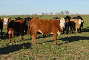 heifers on poor wheat pasture
