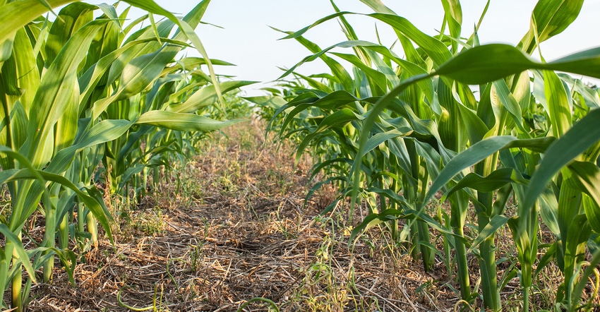 No-Till-Corn_1540x800_540206958.jpg No-Till-Corn_1540x800_540206958.jpg