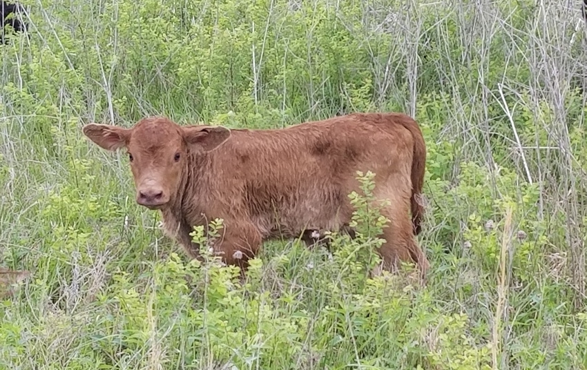 Newborn calf on green forage